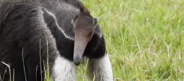 oso-hormiguero 2020-12-15