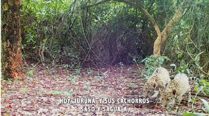 cachorros-yaguarete