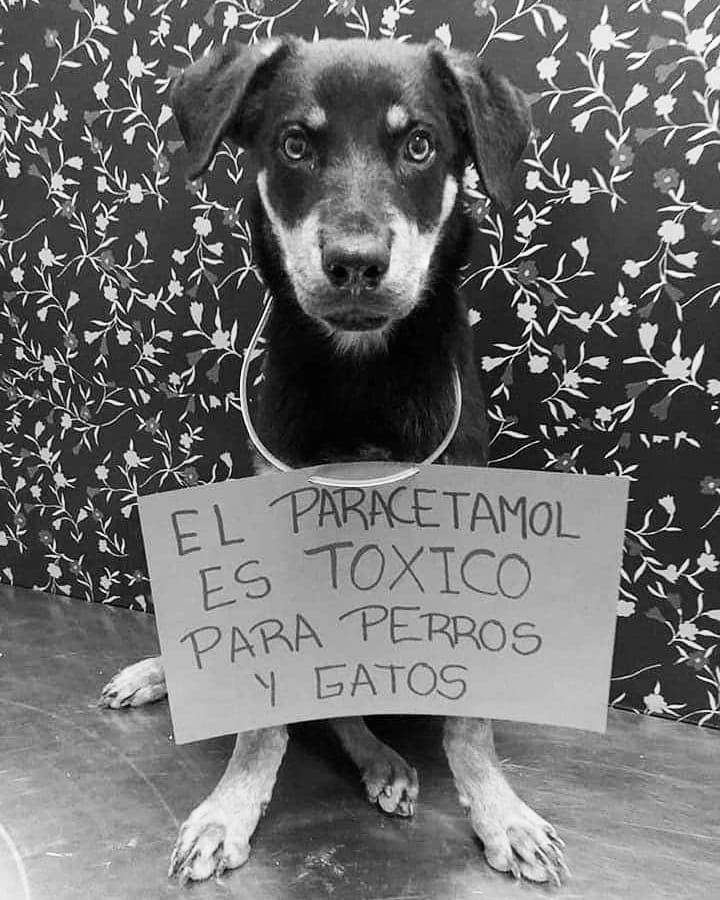 maltrato-animal 2020-08-08