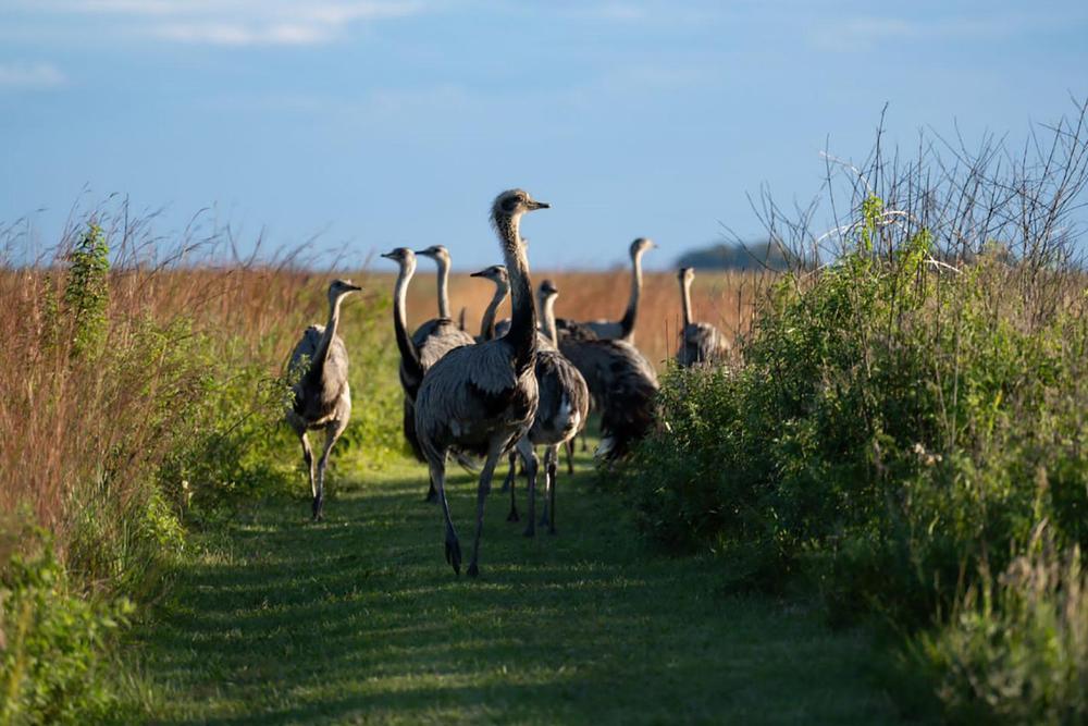 Portal-Carambola-Corrientes_1