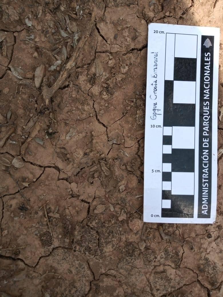 registro-huellas-yaguarete 2020-10-28 (02)