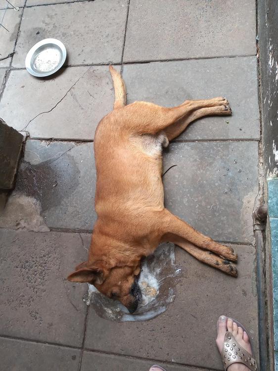 Envenenamiento-de-perros-20-07-12-01