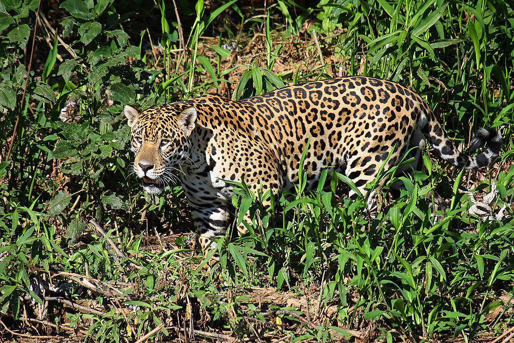 Yaguarete-20-07-22-02