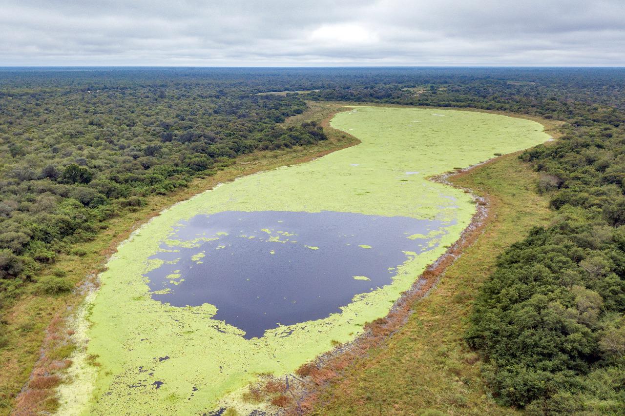 Impenetrable -chaqueno (01)