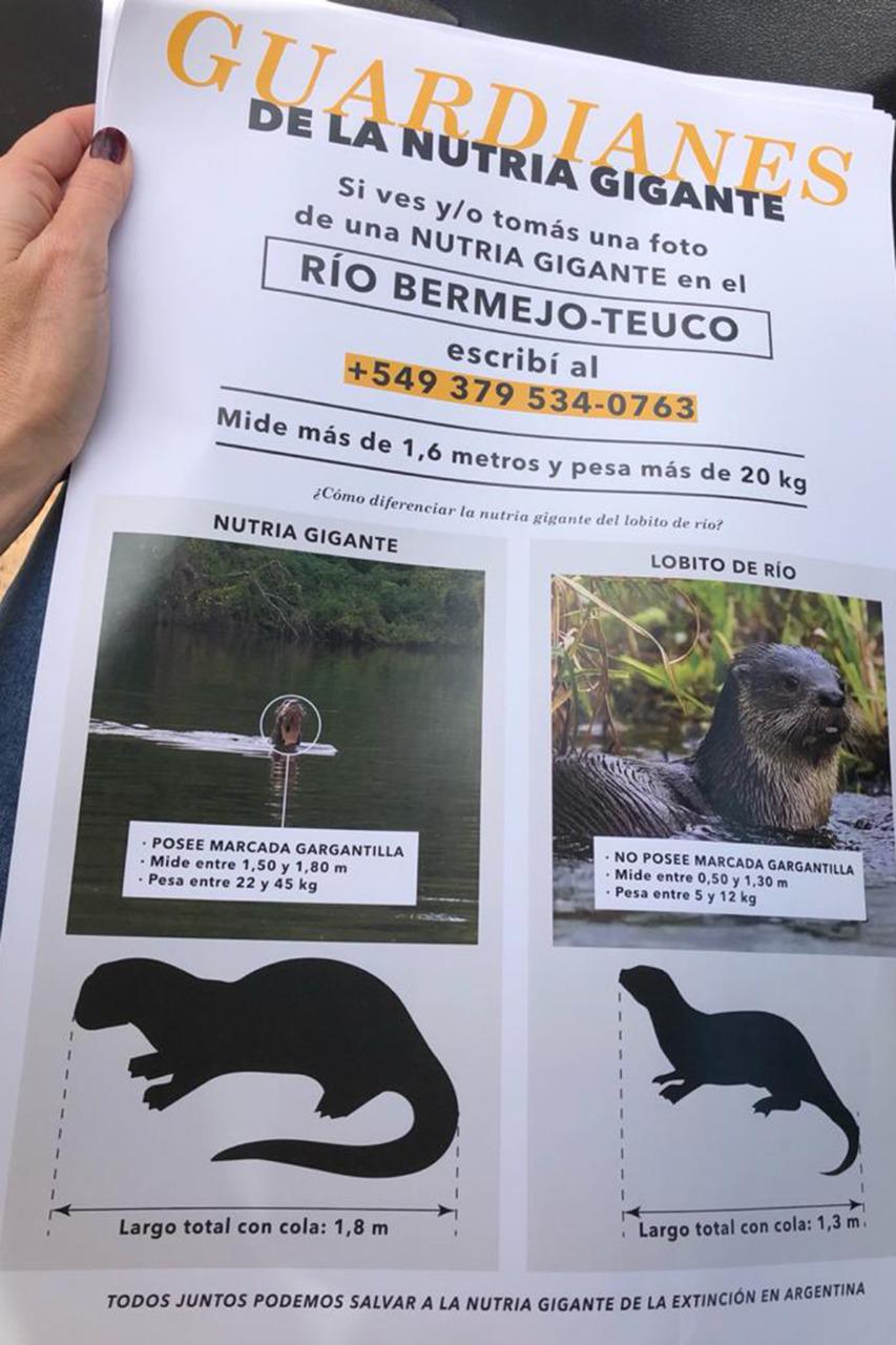 bebé nutria gigante de río