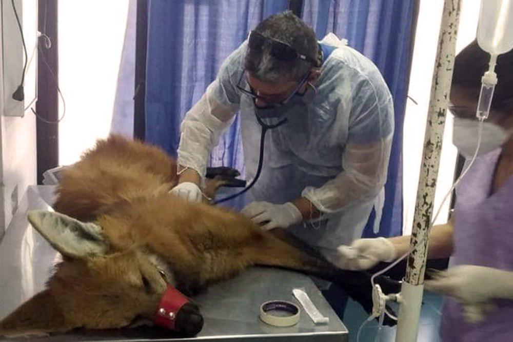 aguara-guazu 2020-10-22(02)