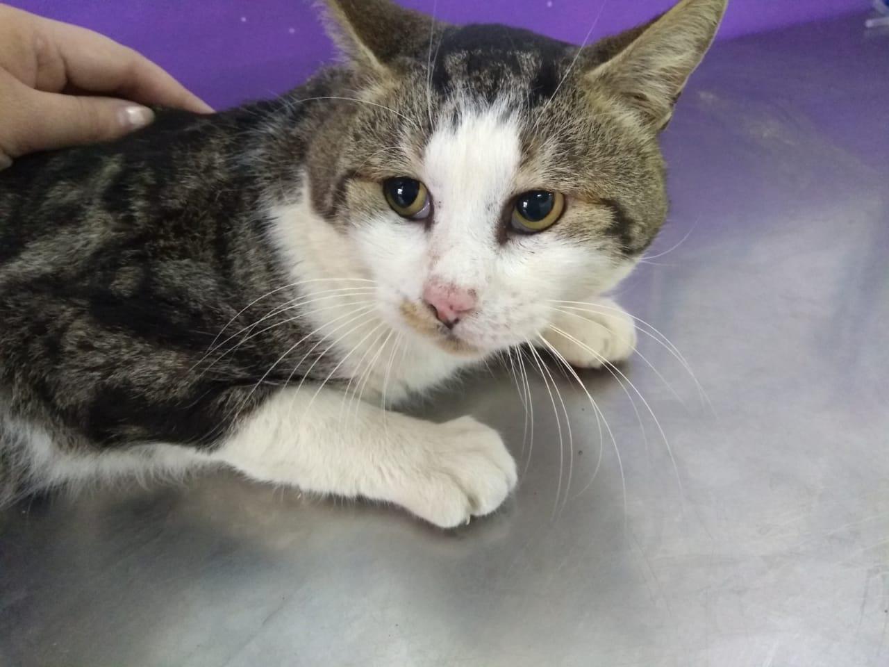 gatito-con-carcinoma 2020-10-13