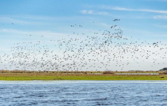 Esteros-del-Ibera