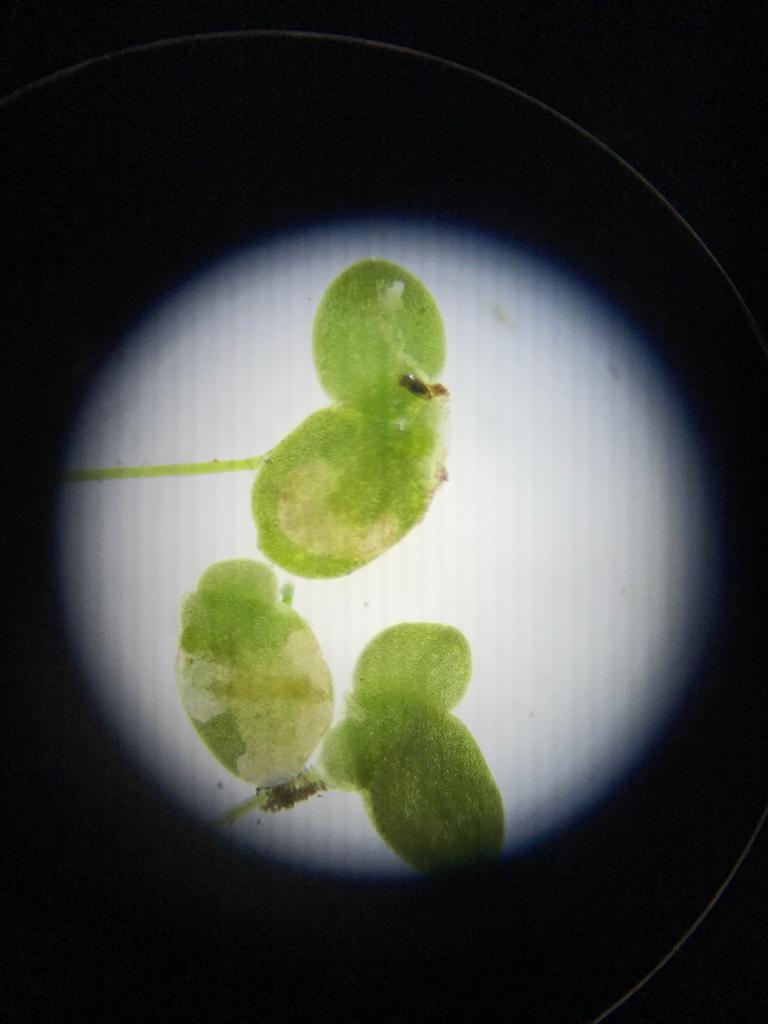 UNNE-Lemna minuta-22-02-08-02