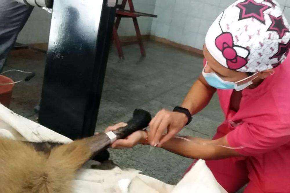 intervencion-quirurgica-al-aguara-guazu 2020-10-23 (05)