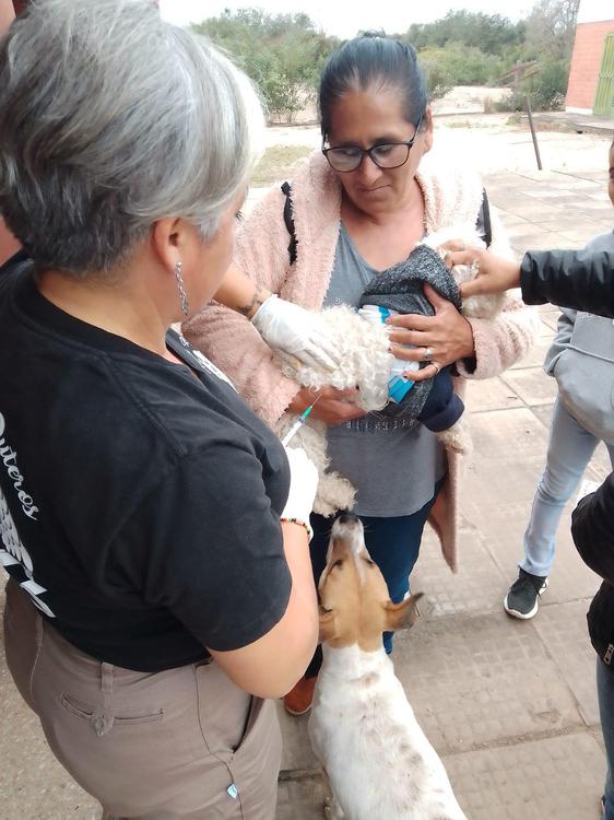 castracion-gratuita_1