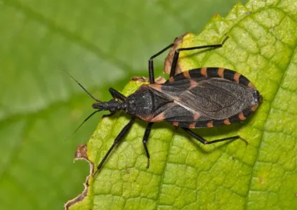 enfermedad-de-chagas_1