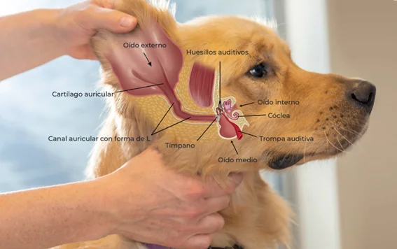 Imagen otitis-externa-en-perro