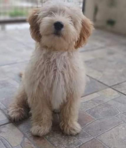 Chencho-perro-caniche-extraviado_1