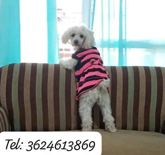 Sofi-perra-extraviada_2