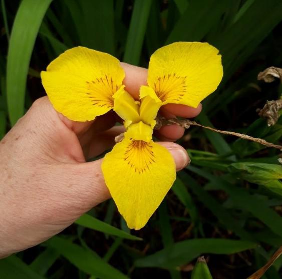 lirio-amarillo
