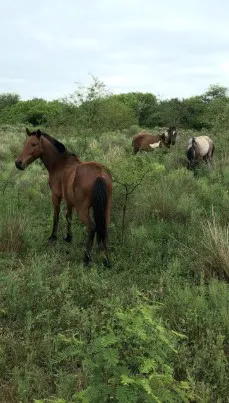 caballos-en-el-parque-caraguata-provincia-del-chaco_1