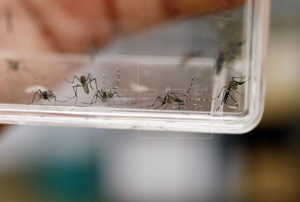 aedes-aegypti-2