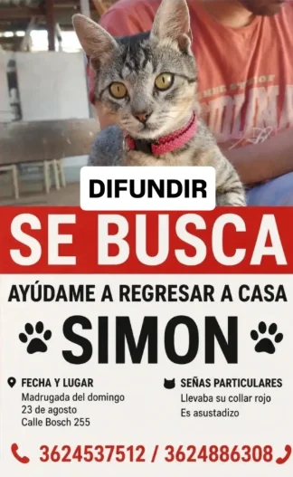 extravio-del-gato-simon