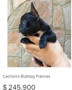 cachorro-bulldog-frances_1