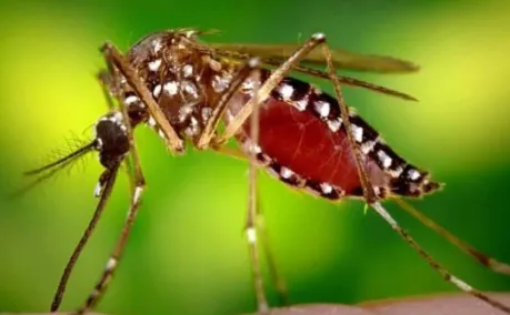 mosquito-de-la-inundacion_1
