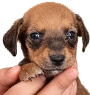 lazaro,perrito