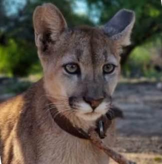 puma-concolor