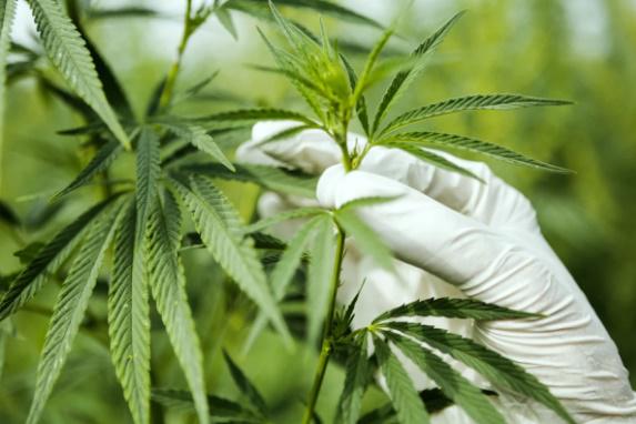cannabis medicinal
