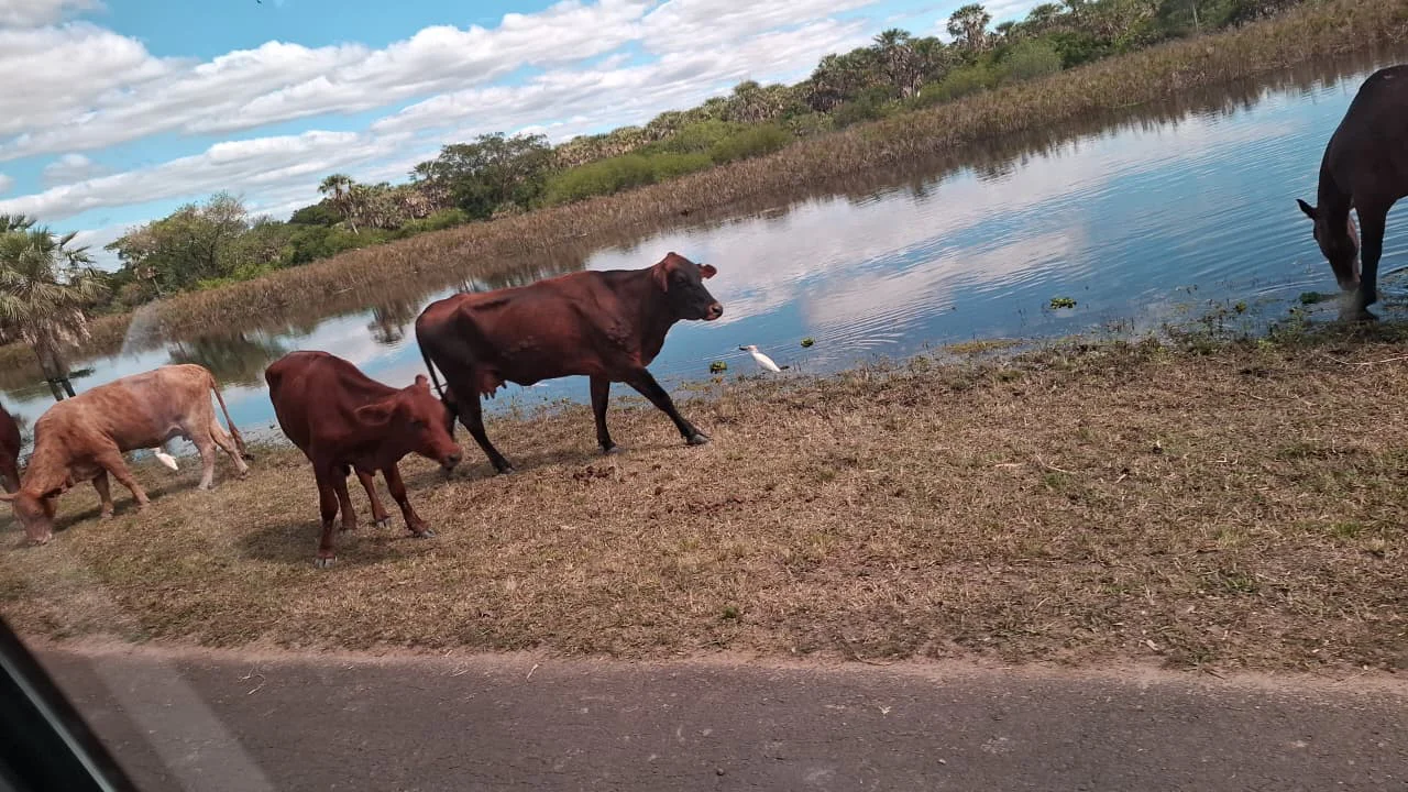 animales-en-Puerto-Antequeras