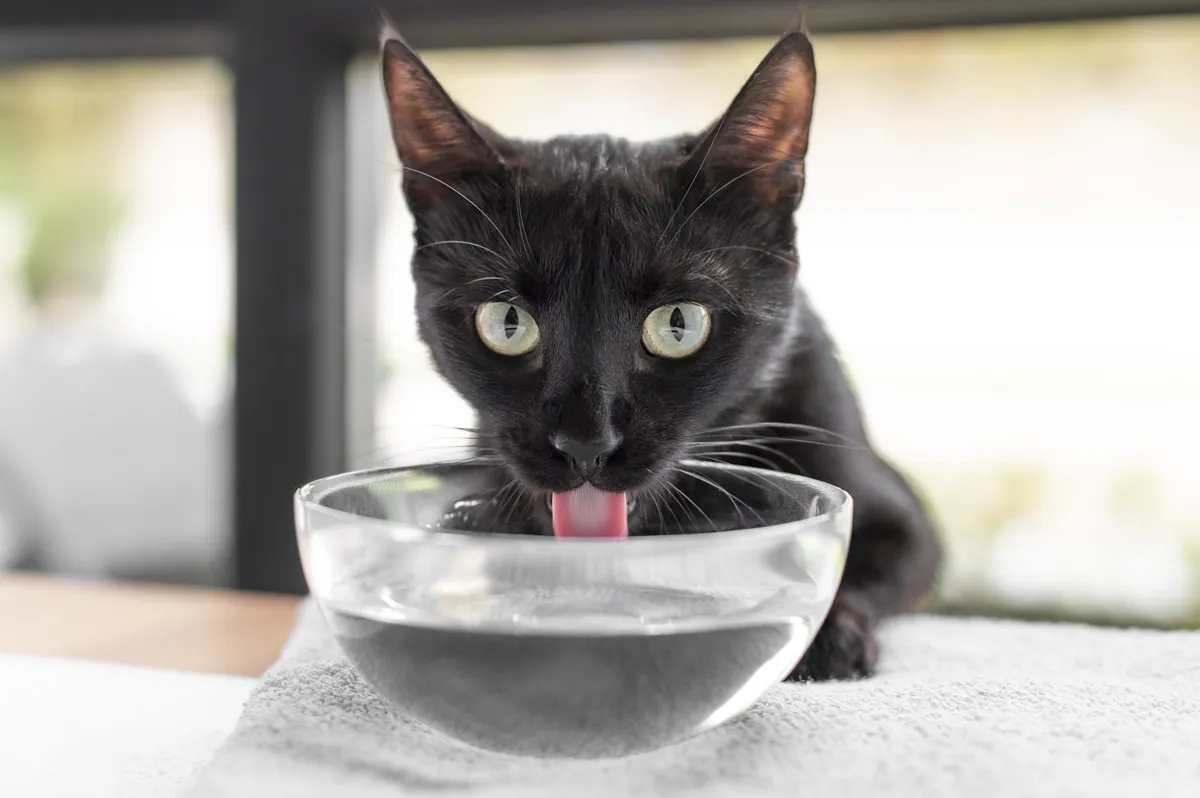 gato-bebe-agua