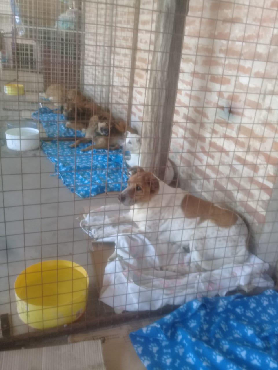 Huellas-Caninas-20-08-09-06