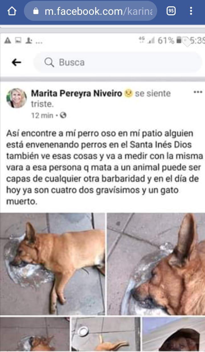Envenenamiento-de-perros-20-07-12-02