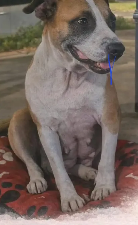 perrra