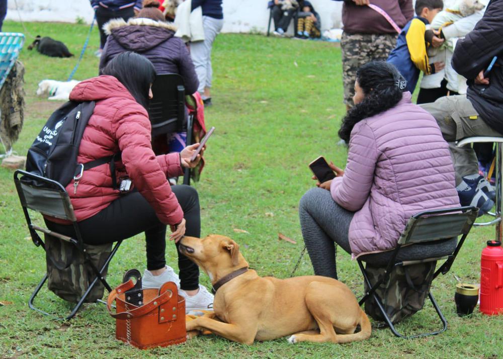 castracion-gratuita-de-mascotas-en-Resistencia