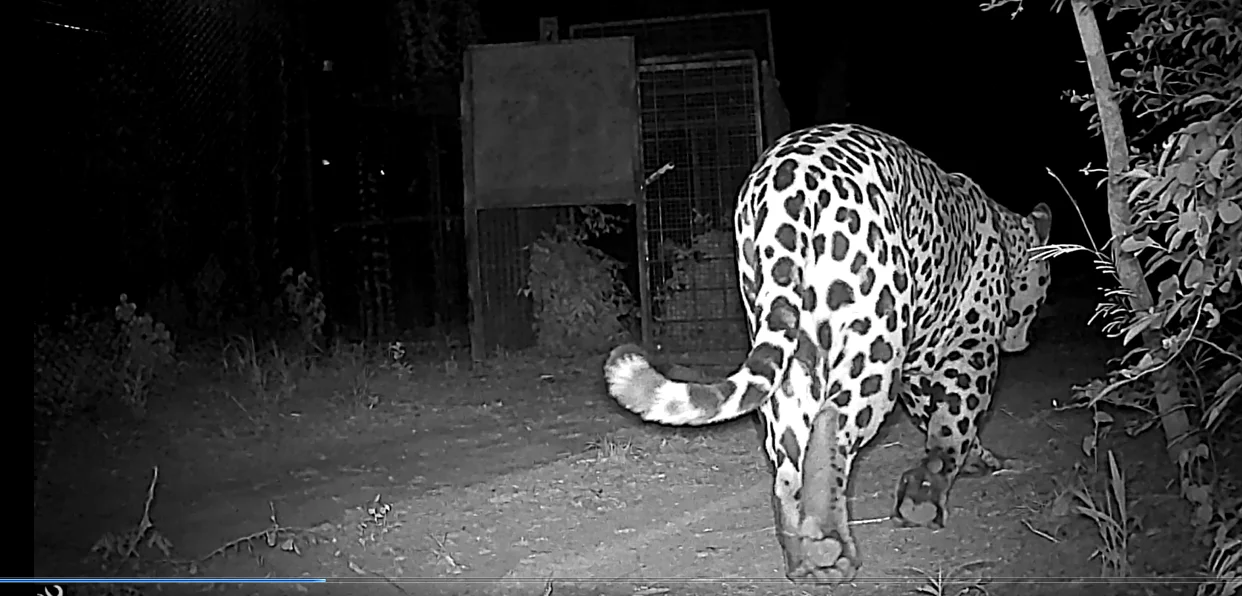 yaguarete-macho-en-El-Impenetrable-Chaco_1