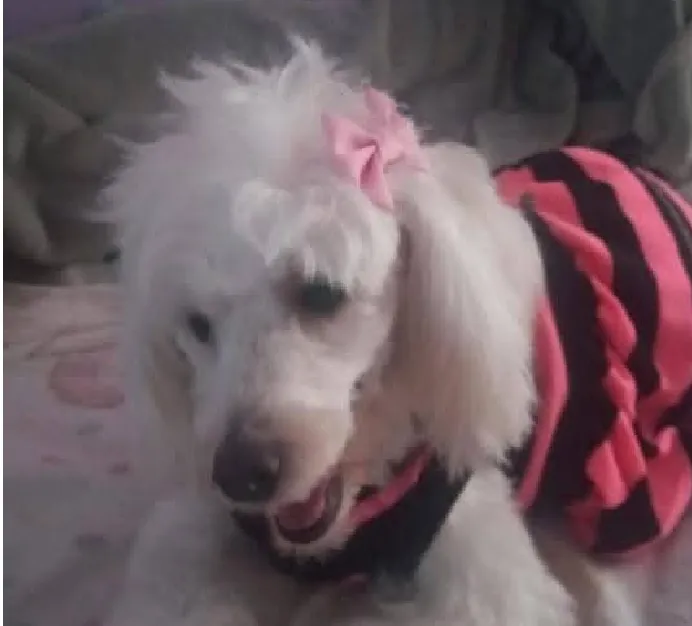 Sofi-perra-extraviada_1