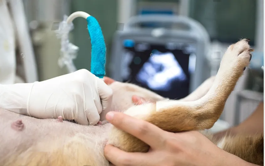 castracion-de-perro