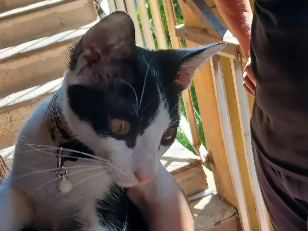 gato-01