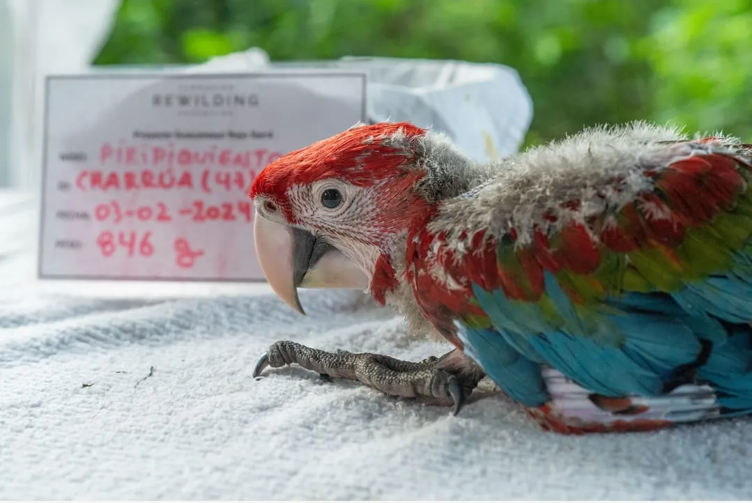 guacamayo-rojo_1