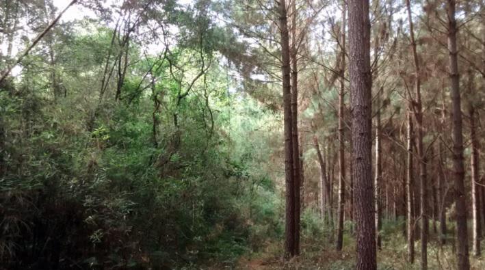 Bosques-21-08-05-01