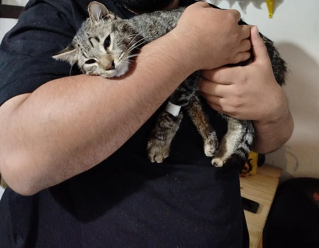 ayuda-urgente-para-gato-Surubi_1