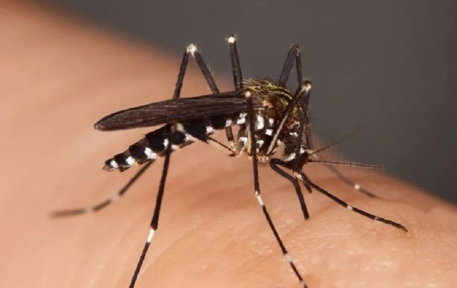 Aedes- aegypti -2