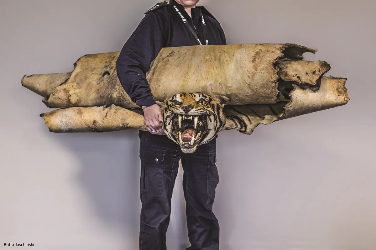 22_Britta.Jaschinski_Operation Tiger