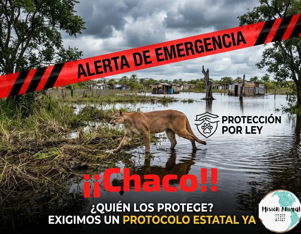puma-desorientado-en-Puerto-Vilelas-2026-10-26(1)