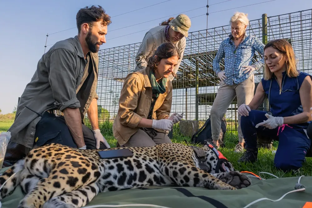 traslado-de-una-yaguarete-a-Corrientes_1