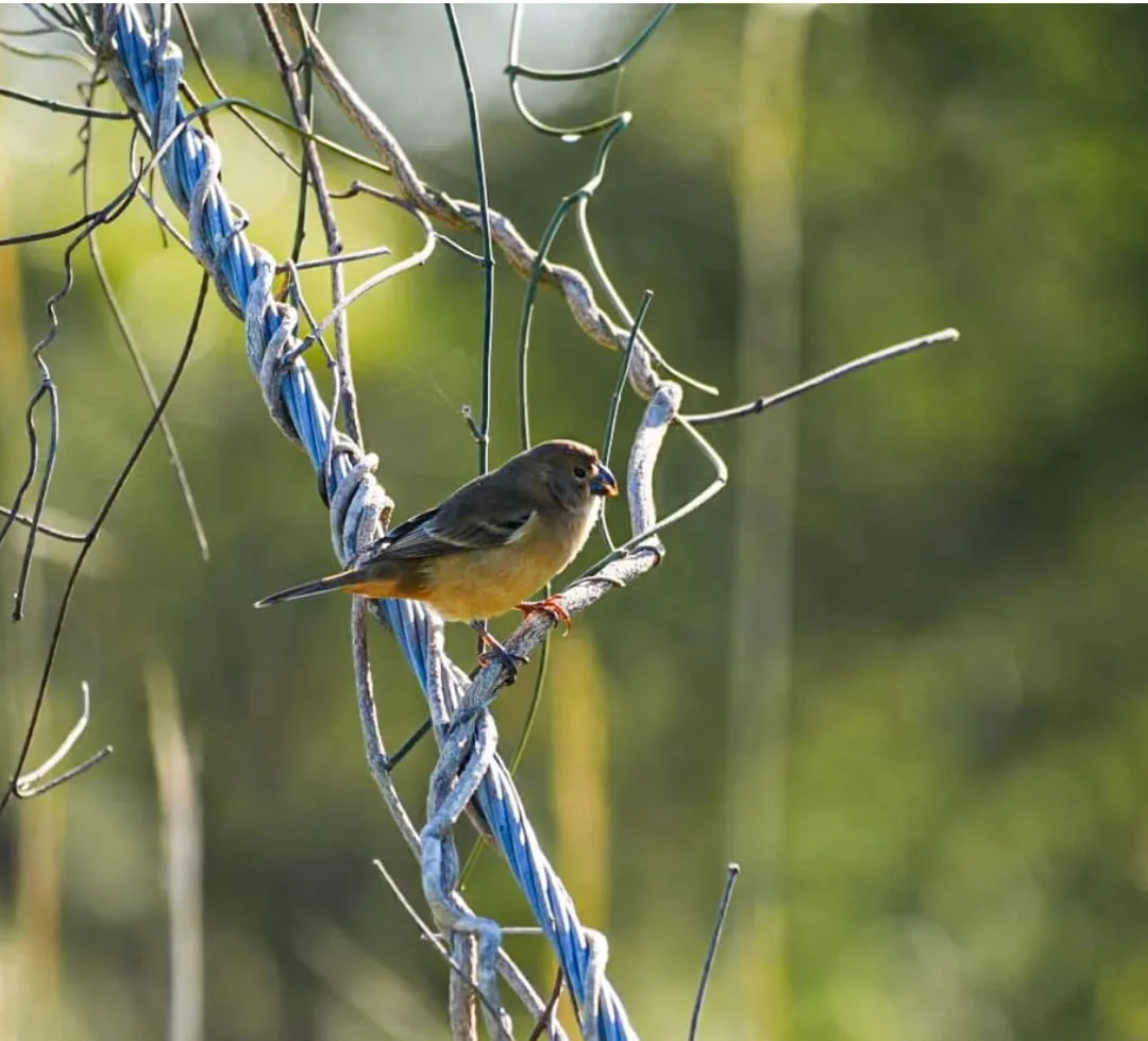 ave-en-el-parque-caraguata-01