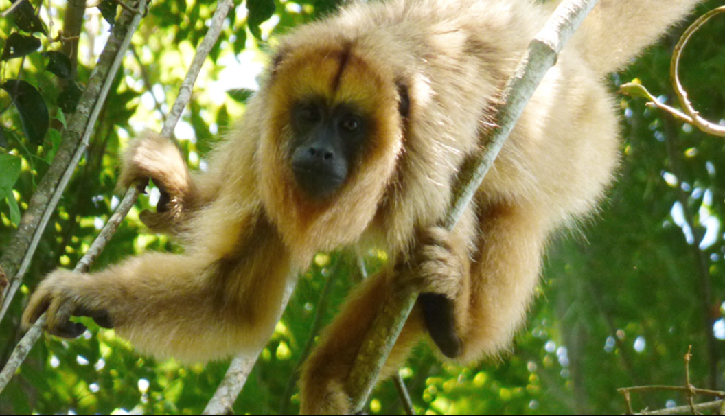 mono-caraya-dorado_1