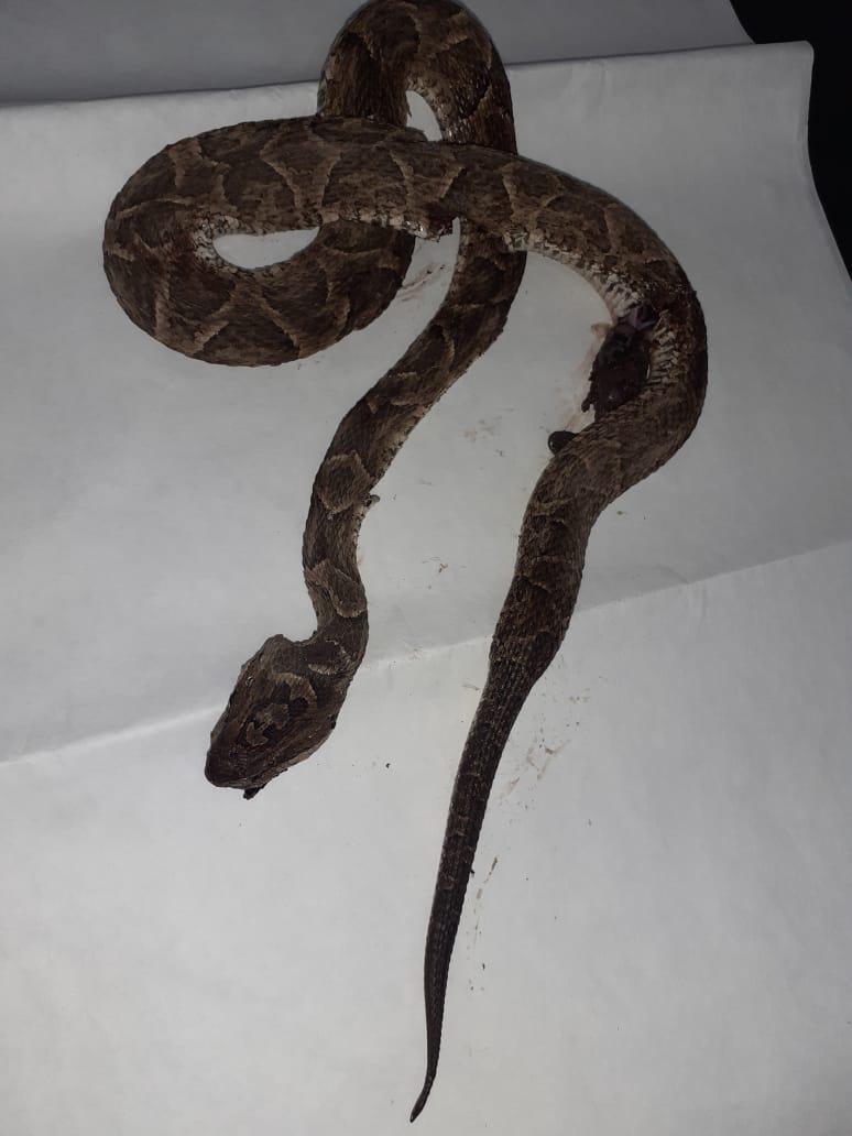 yarara-serpiente