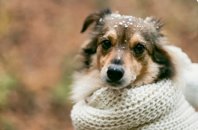 perro-con-frio1
