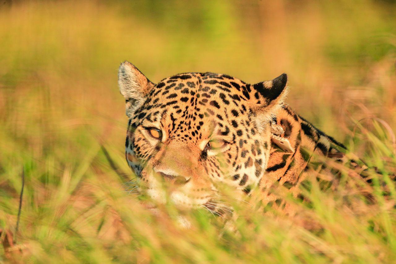 yaguarete-en-el-impenetrable 2020-11-06